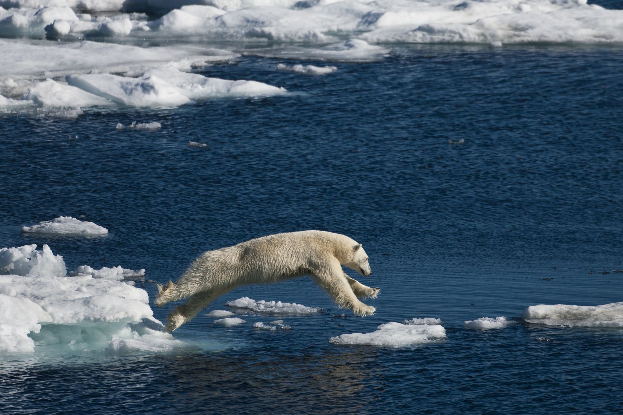 Polar bear leaping across ice in Spitsbergen.