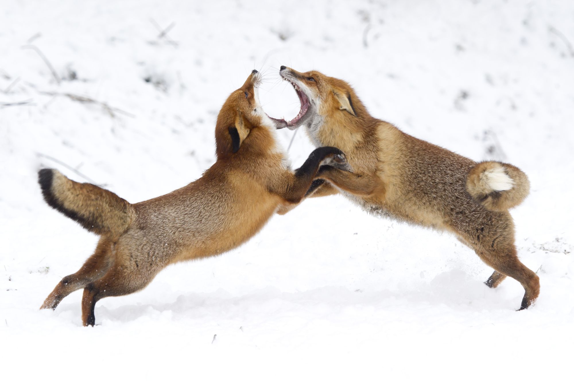 Two red foxes fighting.