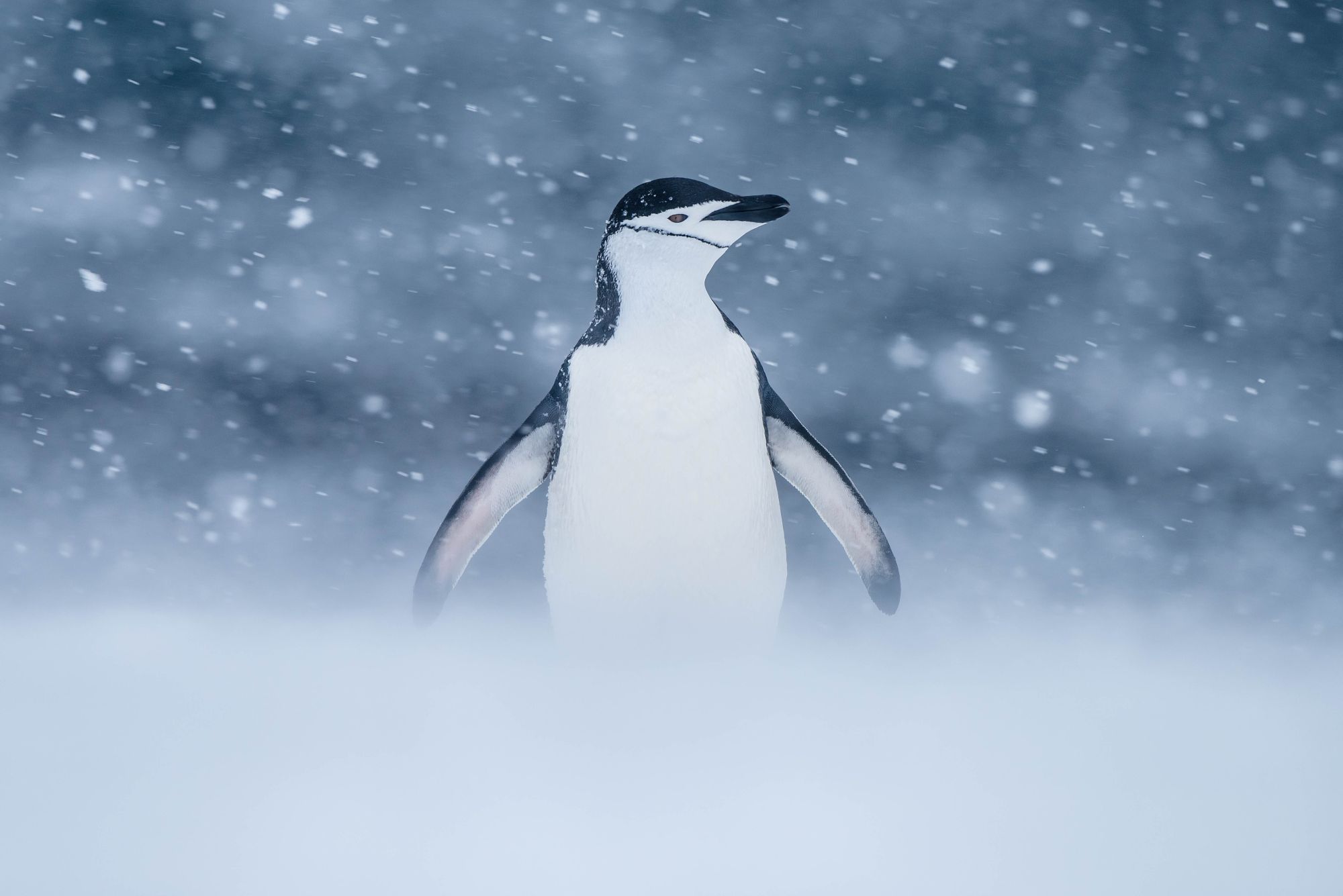 Chinstrap penguin in Antarctica.