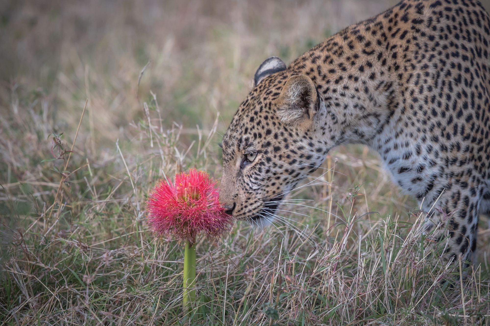 Leopard with a fireball lily.