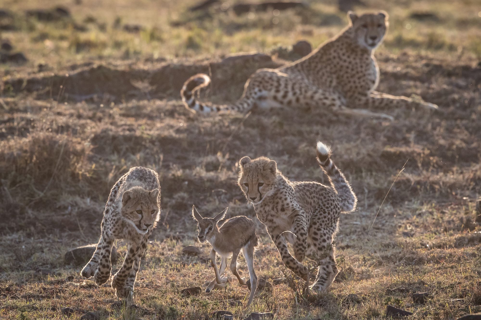 Cheetah cubs hunting a fawn.