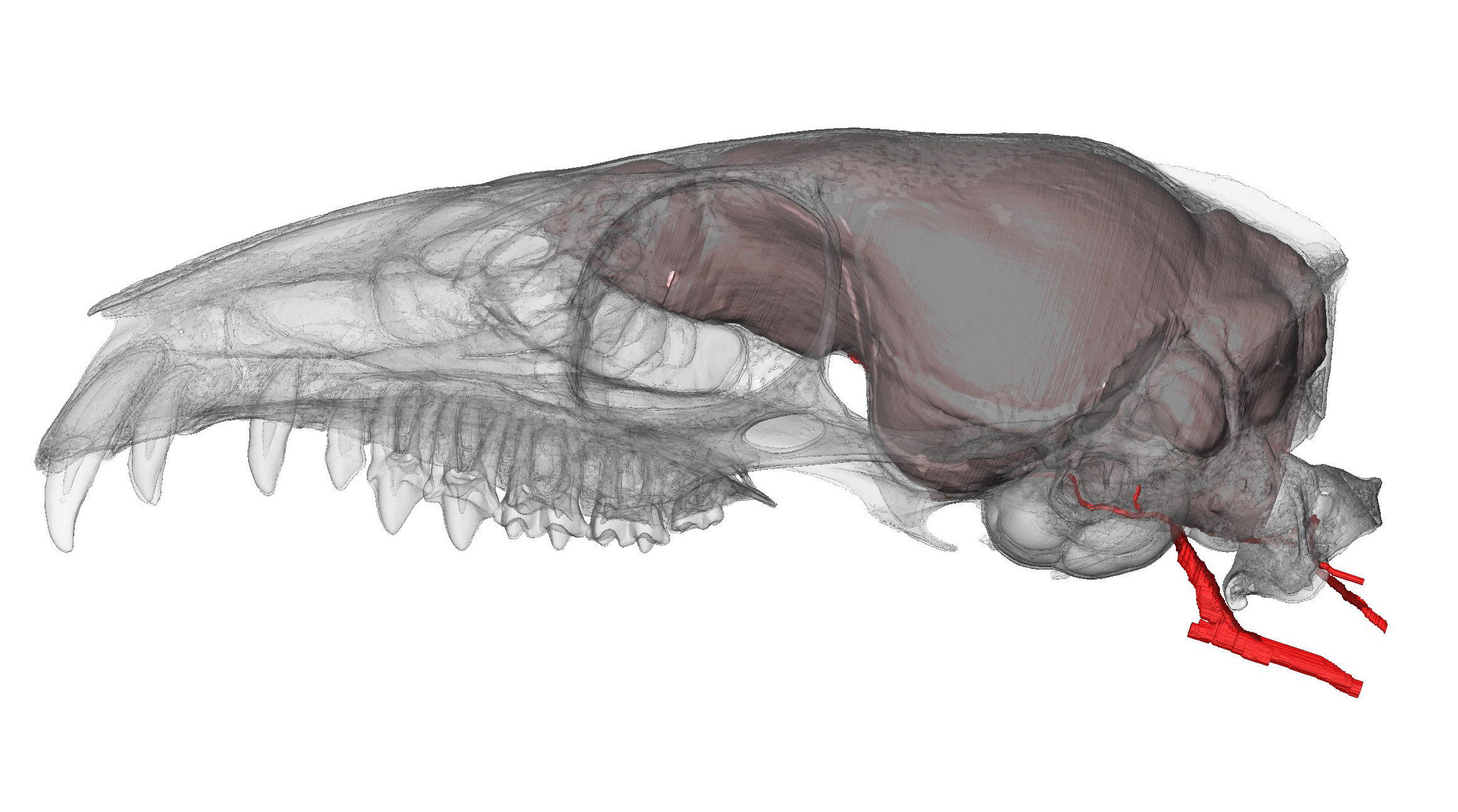 A tiny treeshrew brain.