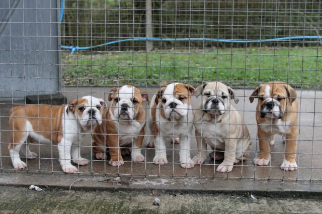 ENGLISH BULLDOGS
