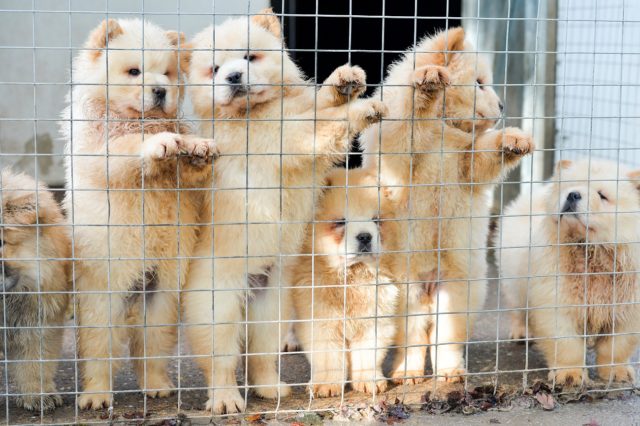 chow chow litter
