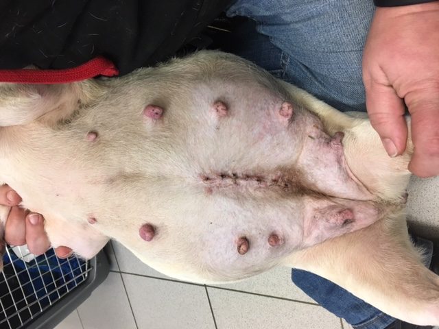 scar on dog