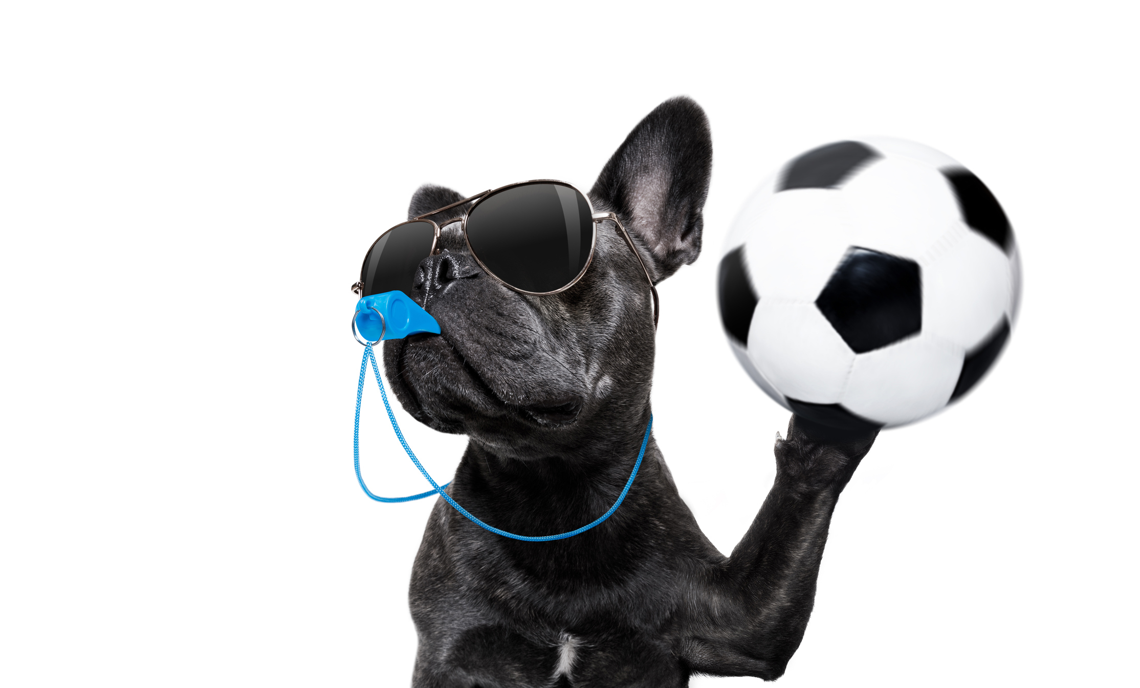 Fun photo of a dog as a football referee (Thinkstock/PA)