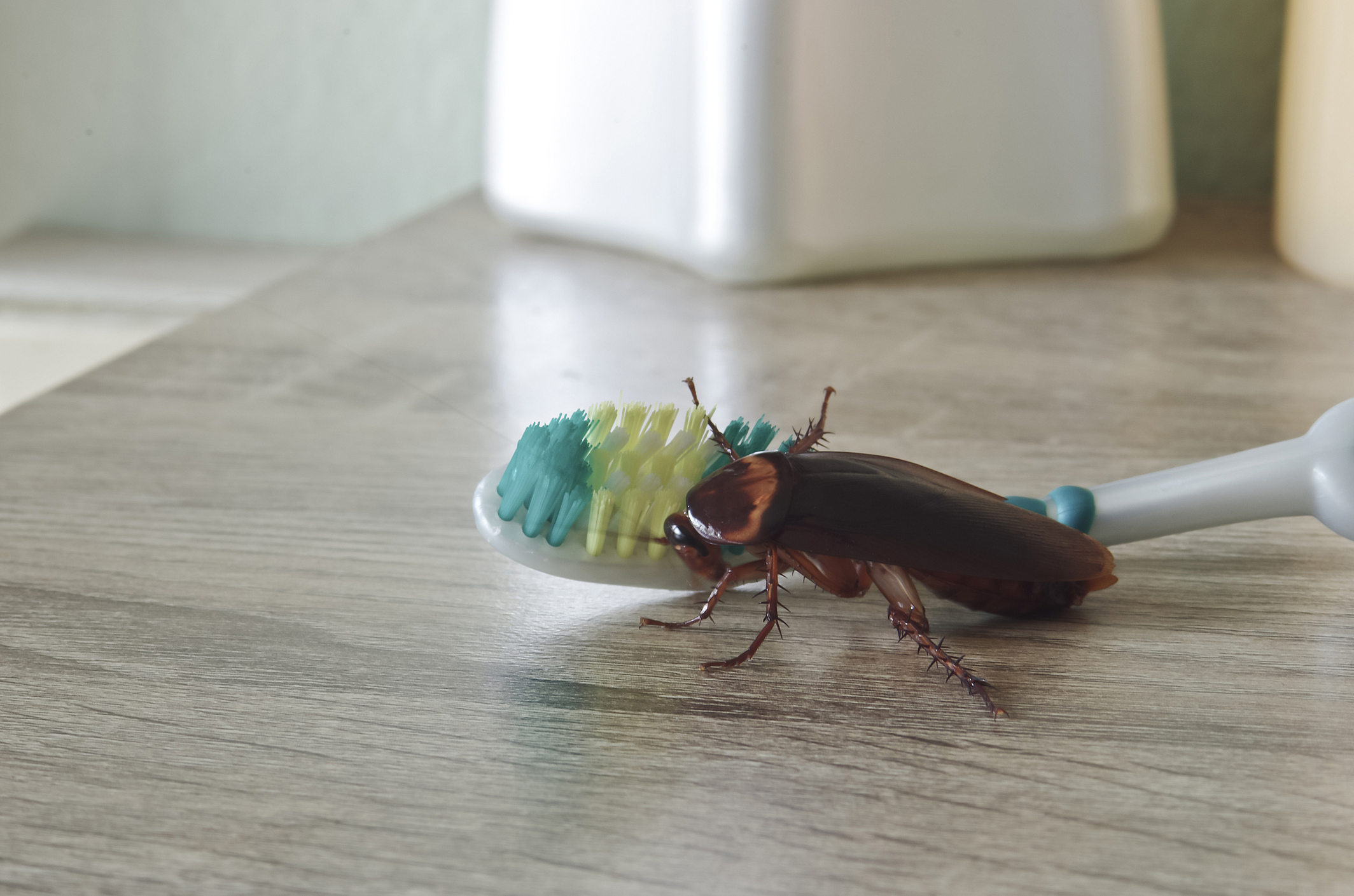 insects in living room