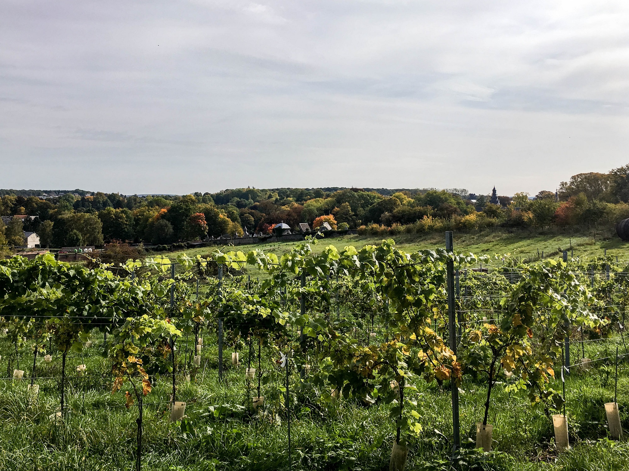vineyard