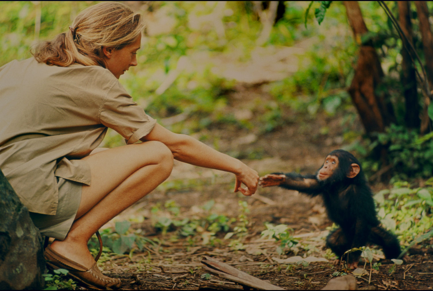 Goodall meets a young chimp.