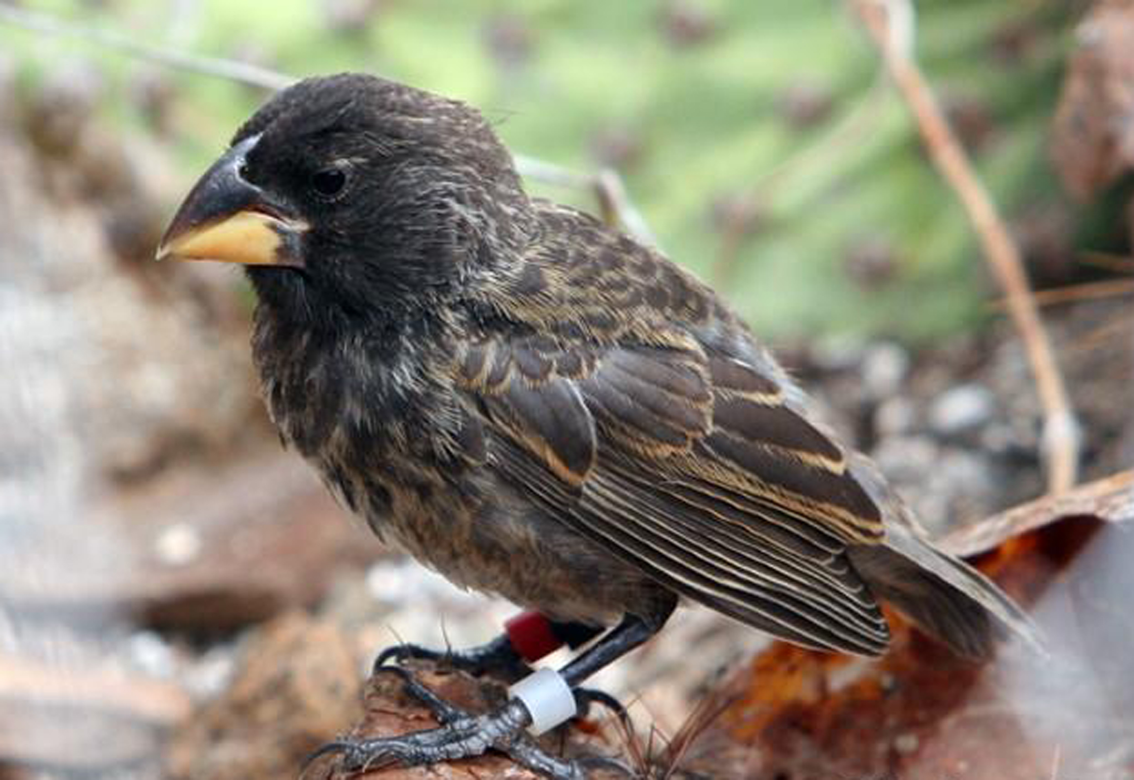 Big Bird species.