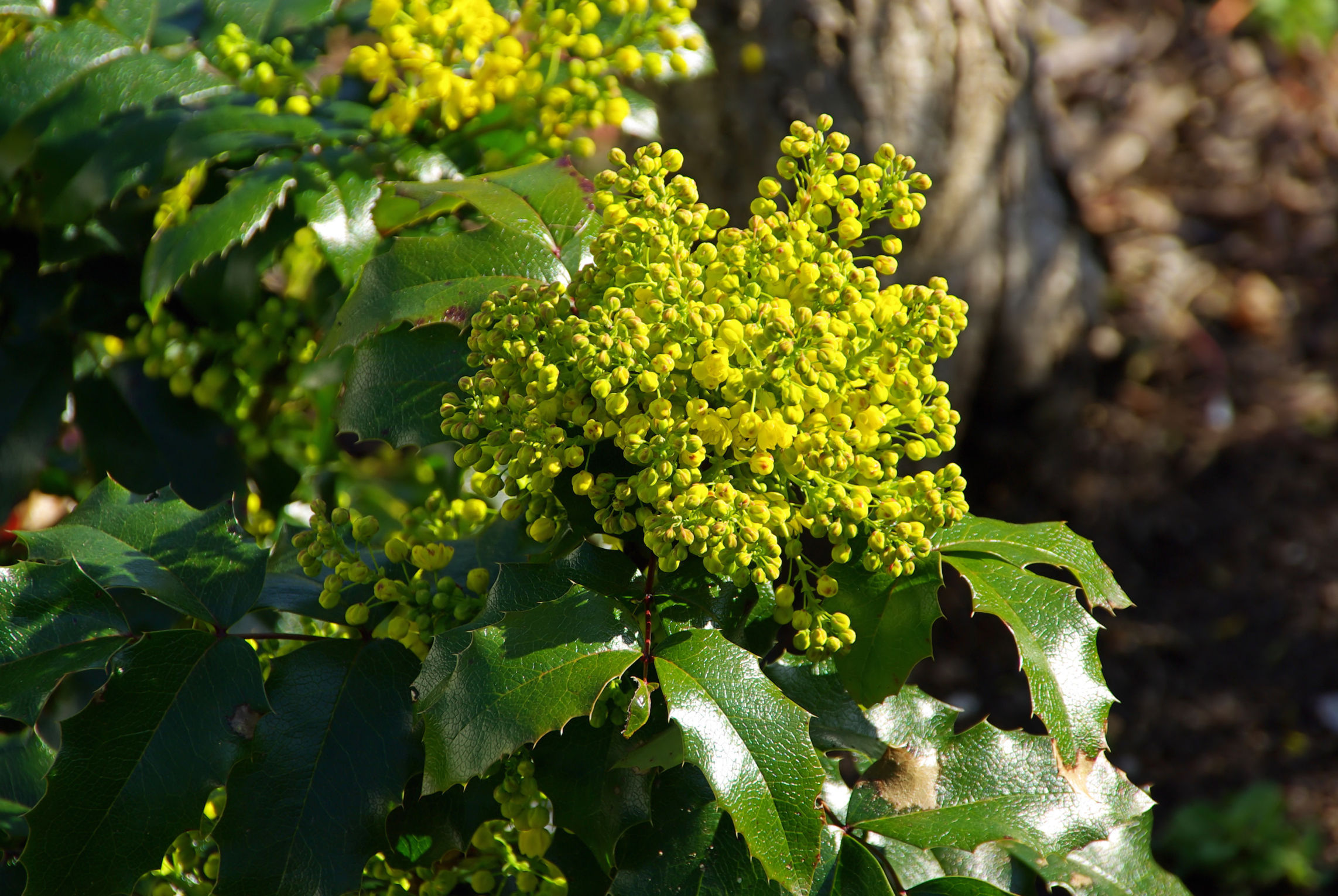 Mahonia (Thinkstock/PA)