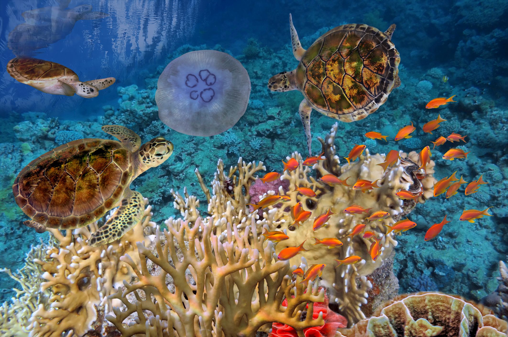 Colorful coral reef with many fishes and sea turtle