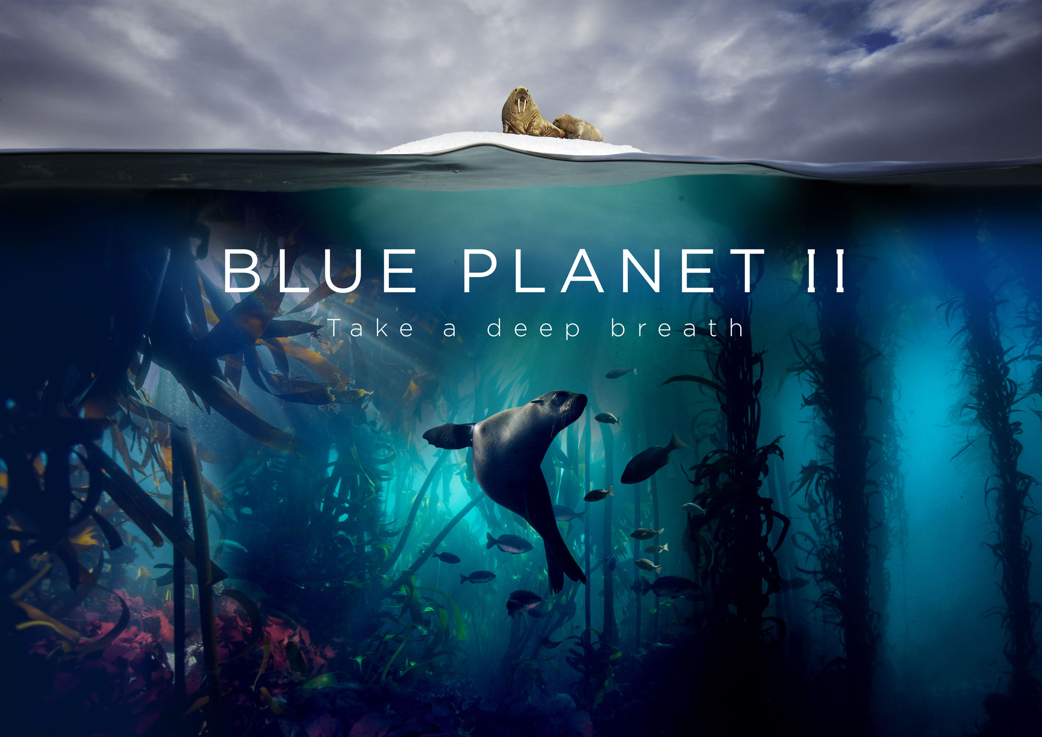 Blue Planet II is currently on air (BBC)
