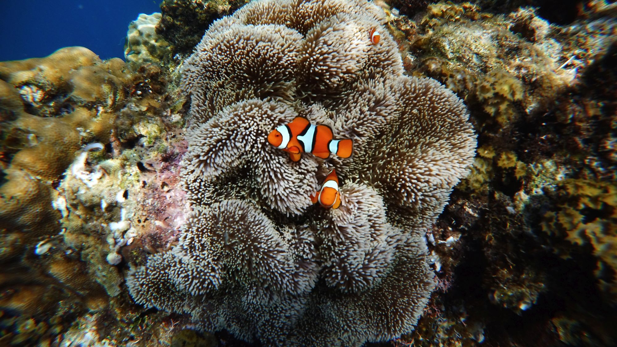 Clown fish in an anemone (Renato Granieri/PA)