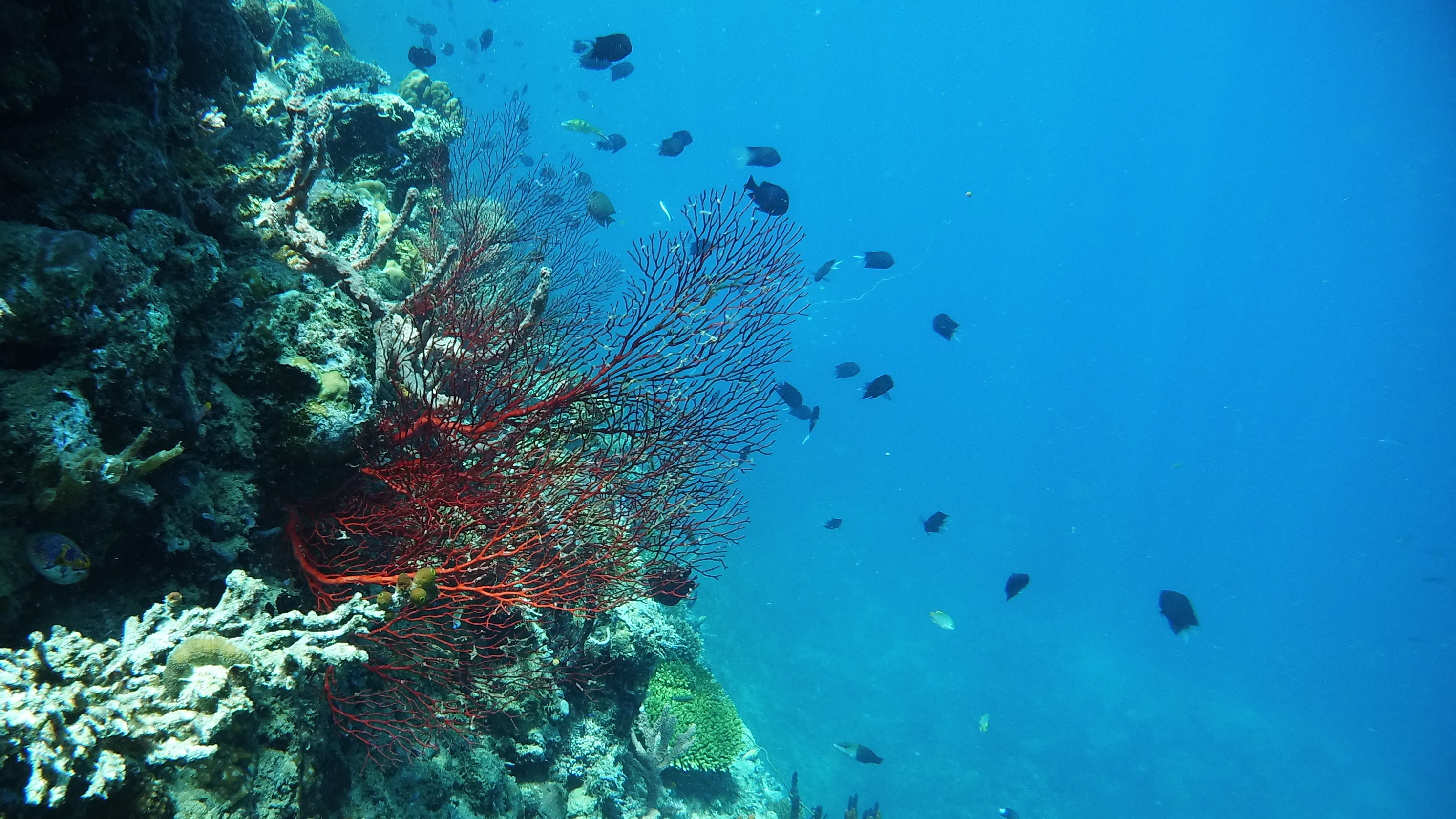 A gorgonian sea fan (Renato Granieri/PA)