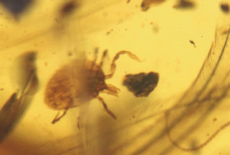 Close up image of the tick in the amber