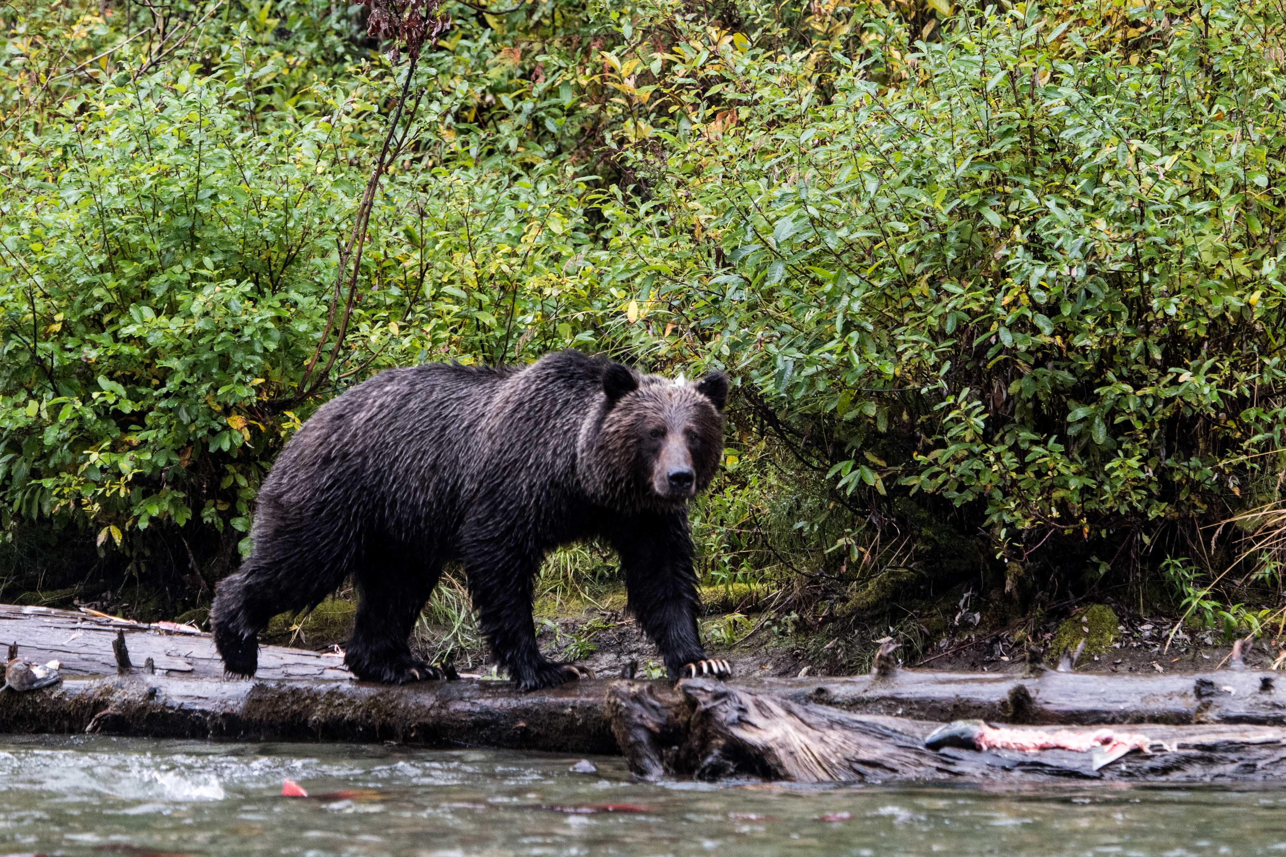 are black bears nocturnal