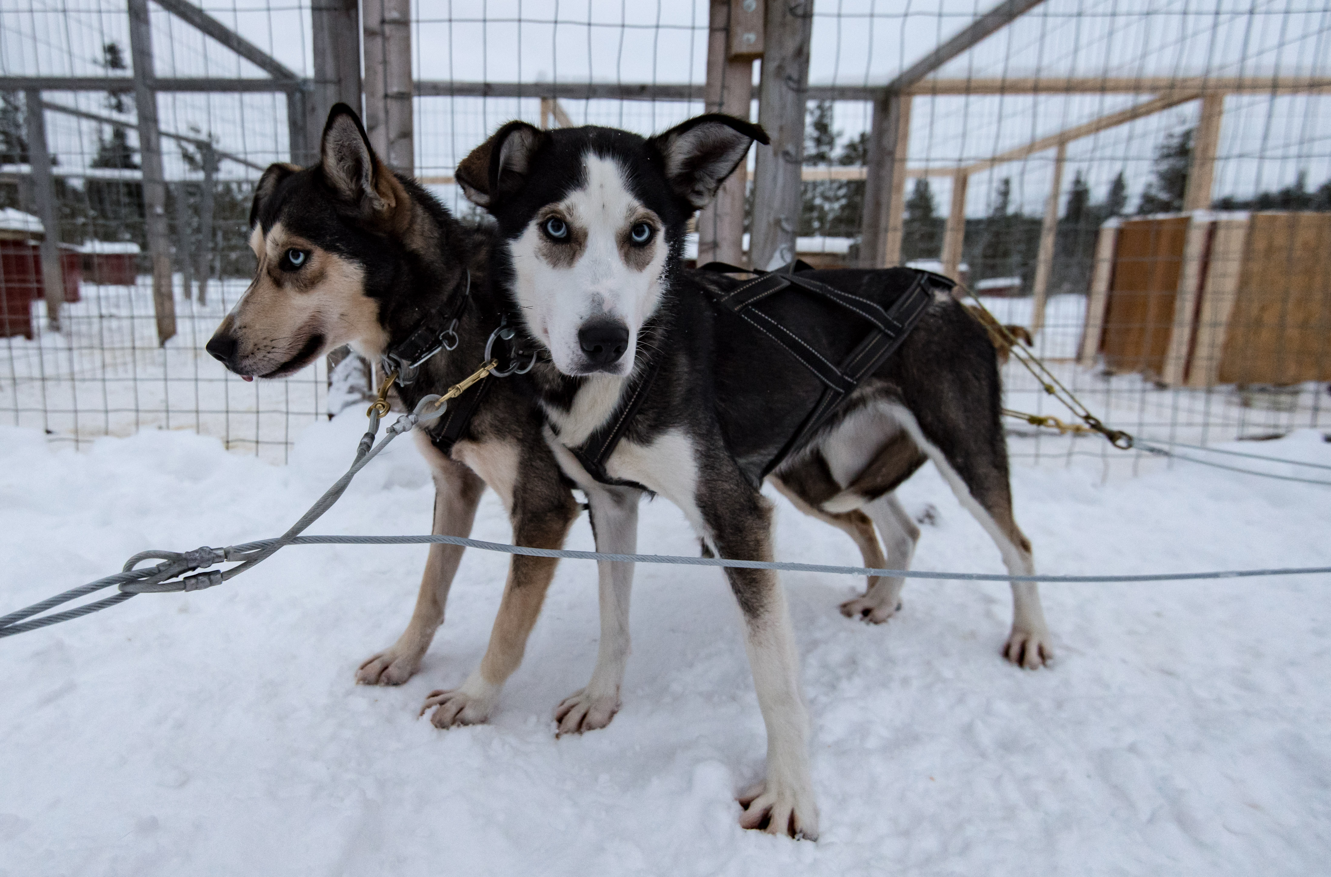 Dogs at Extreme Huskies