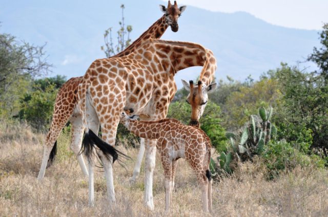Giraffes in Kenya, East Africa, during a study by the University of Bristol (Zoe Muller/PA)
