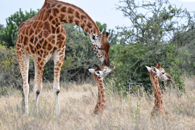 Giraffes in Kenya, East Africa, during a study by the University of Bristol (Zoe Muller/PA)