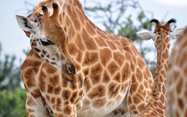 Giraffes in Kenya, East Africa, during a study by the University of Bristol (Zoe Muller/PA)