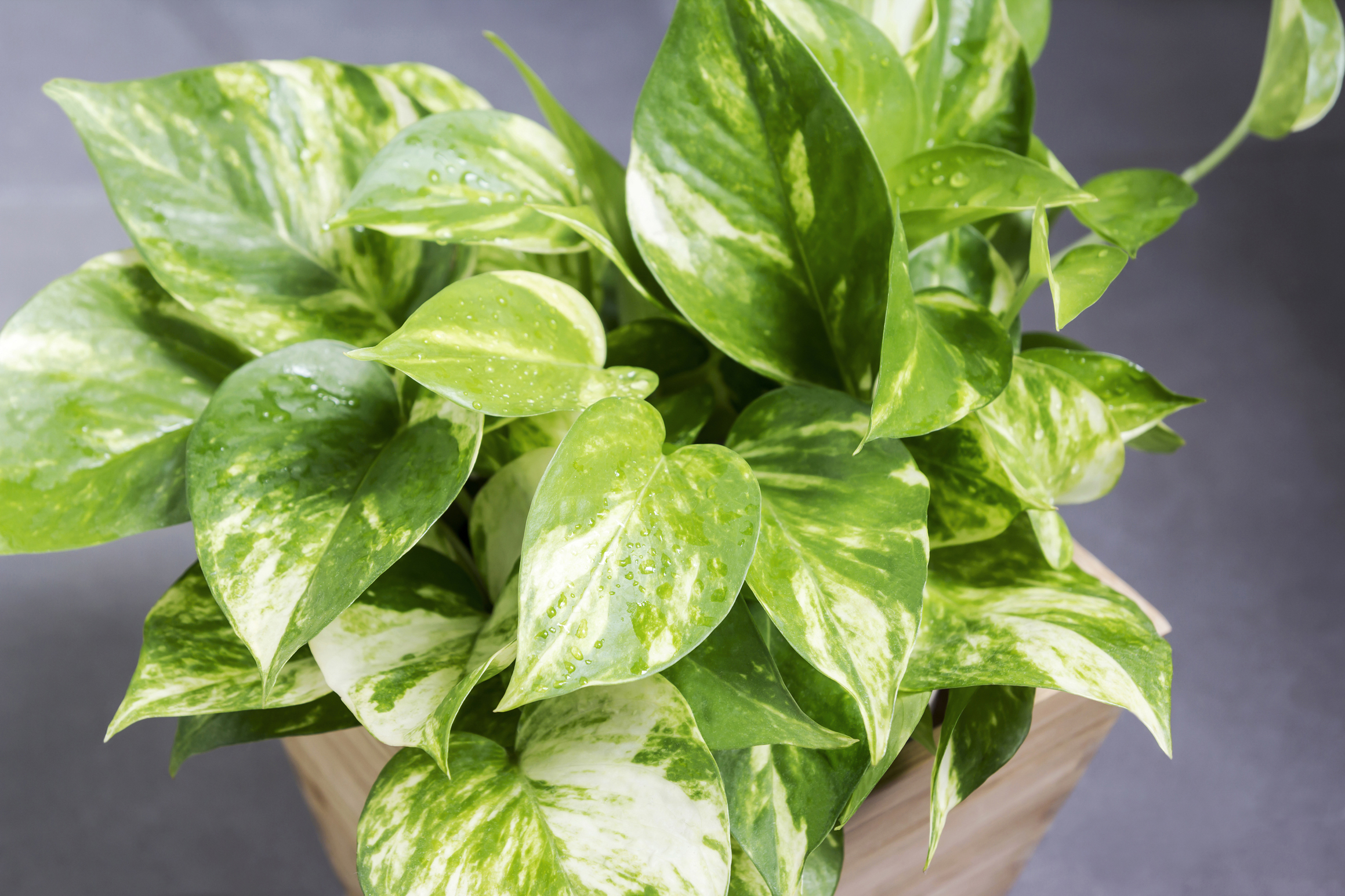 7 indoor plants to boost your work environment and ...