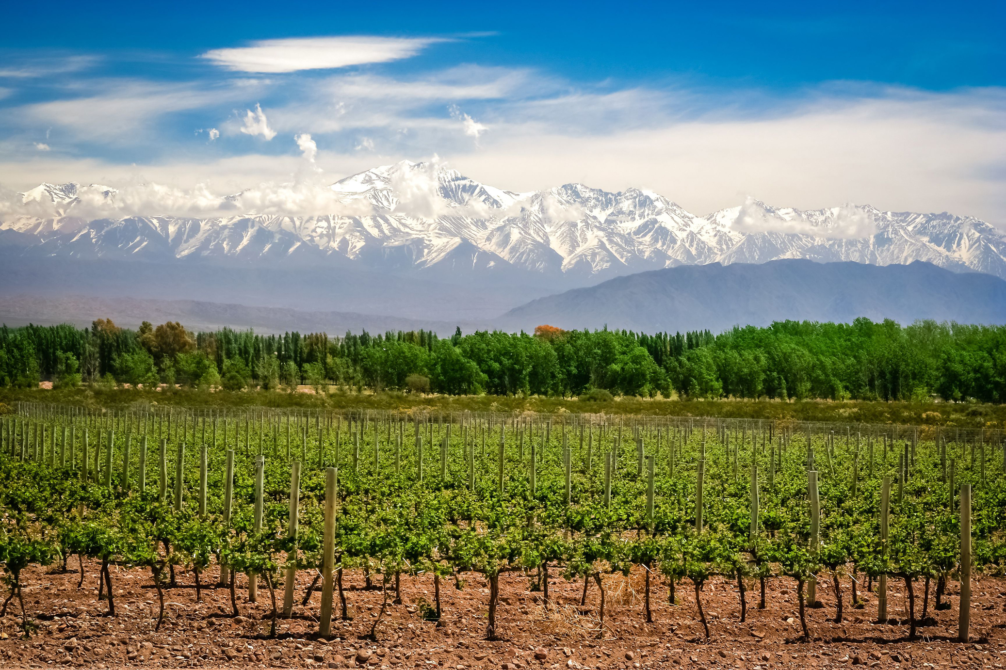 Vineyards in Argentina with Andes in the background (Thinkstock/PA)