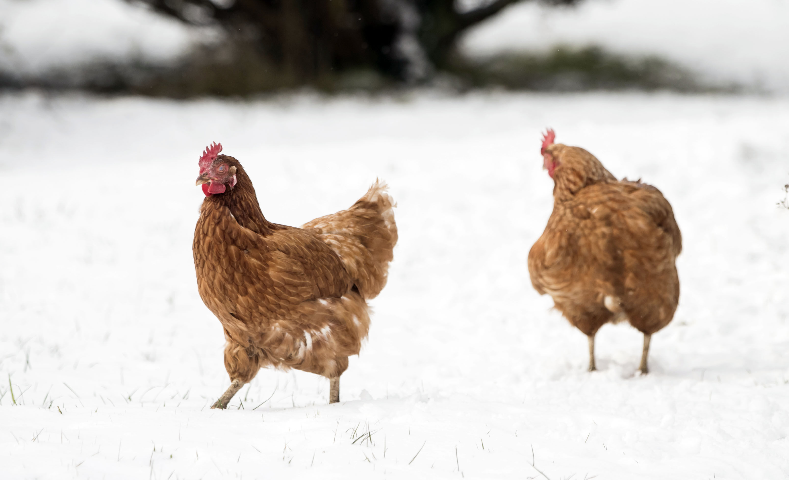 Hens in Langdon Beck as the area in the North Pennines was blanketed by snow overnight (Danny Lawson/PA)