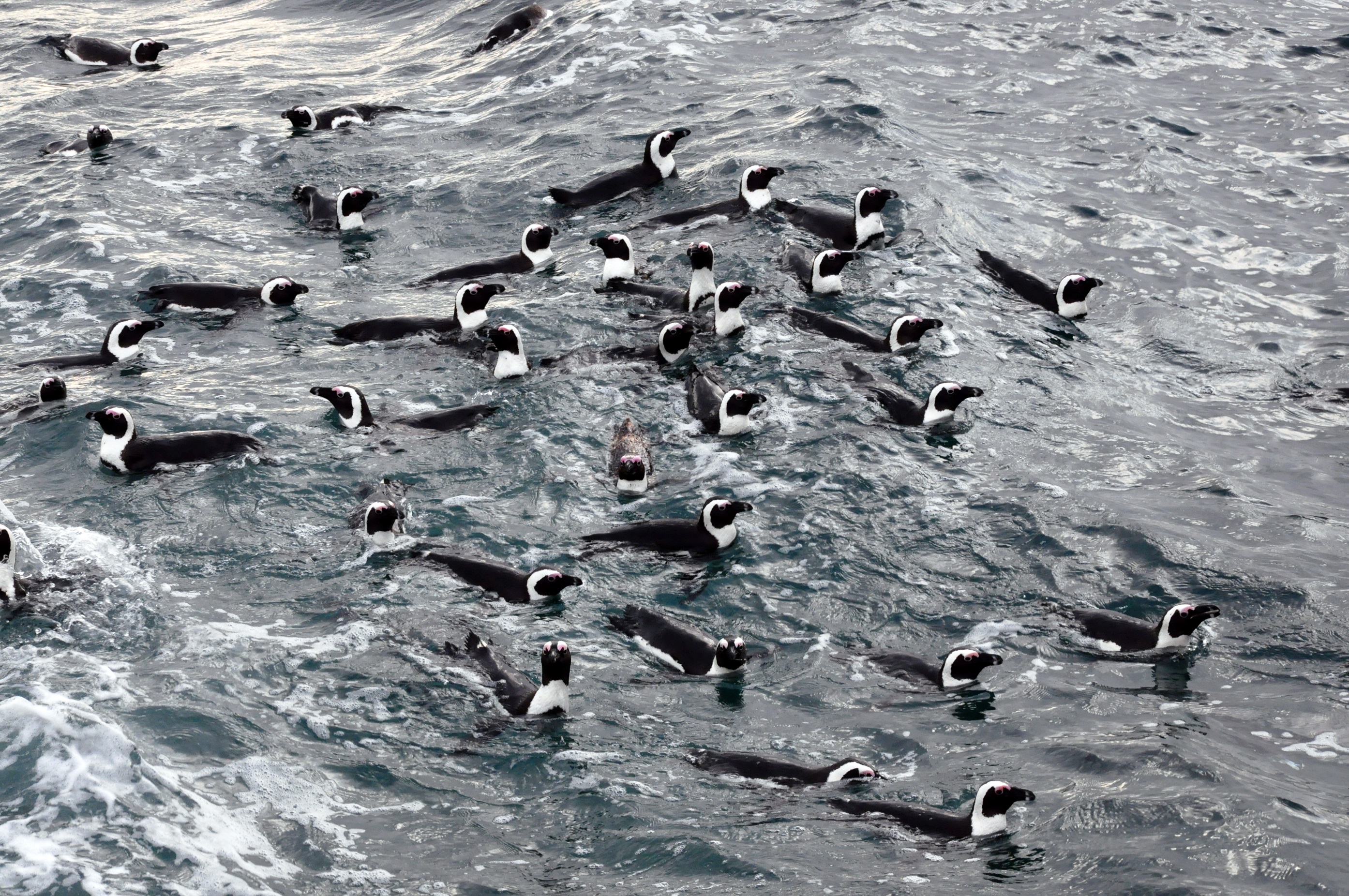 Colonies of African penguins could benefit from the introduction of a no-fishing zones, a study suggests (Richard Sherley/University of Exeter/PA).