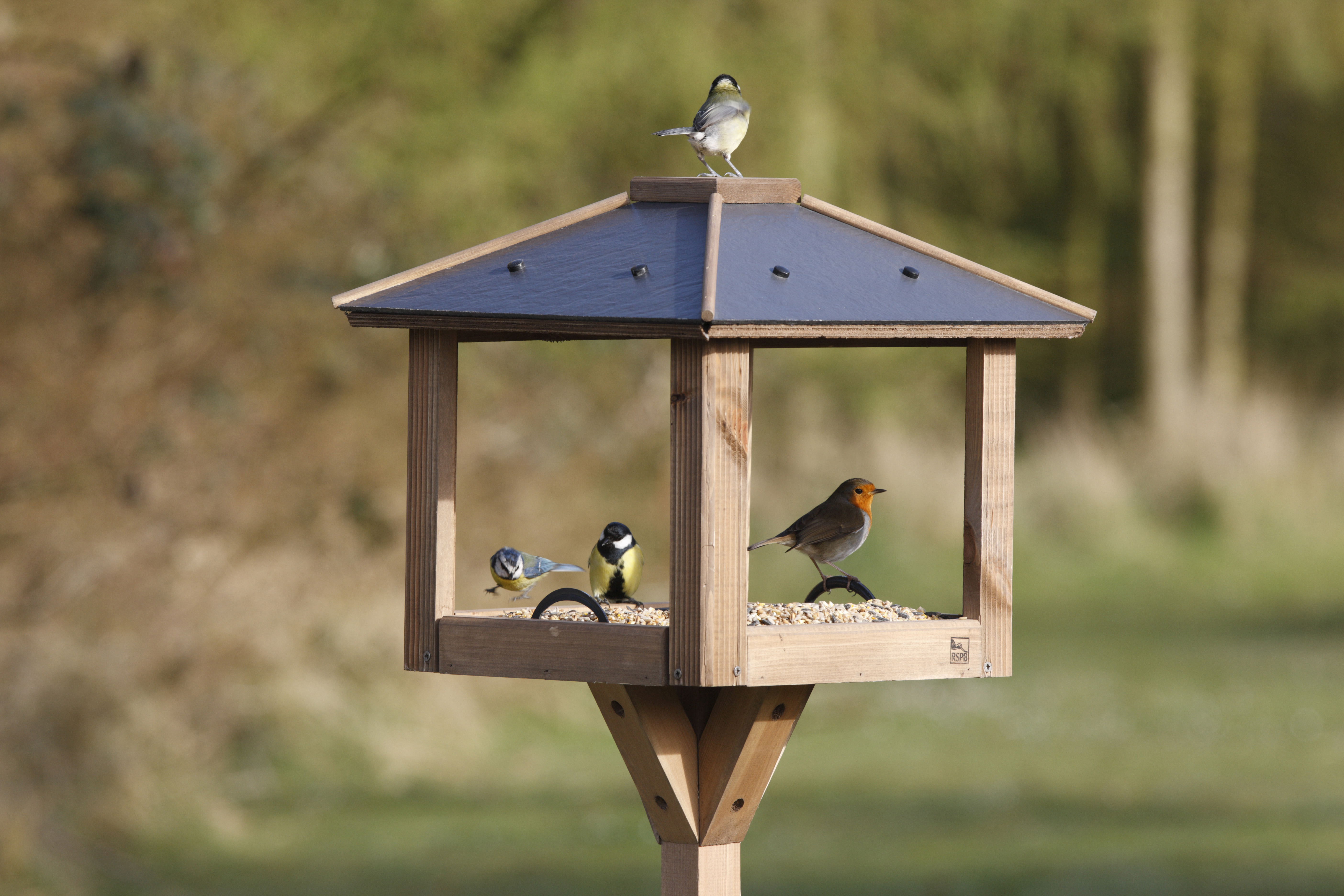 How to create your own 'bird caf�' ahead of the Big Garden ...