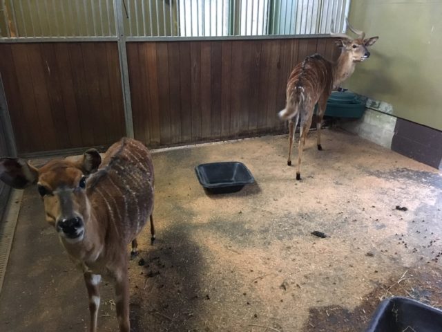 Marwell Zoo is testing out smart technology in the nyala house (Marwell Zoo/PA)