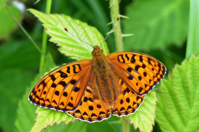 High brown fritillary numbers have fallen 66% since the 1970s (Matthew Oates/National Trust Images/PA)