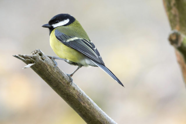 Birds including great tits enjoyed a good 2017 breeding season and "relatively kind weather" this winter (Grahame Madge/RSPB/PA)