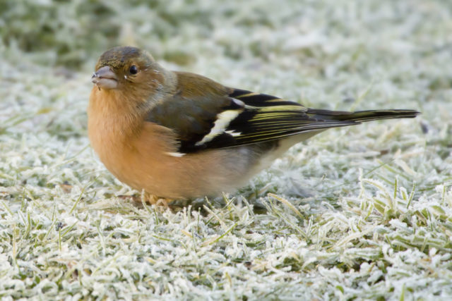 People are being urged to look out for chaffinches as part of the Big Garden Birdwatch (Grahame Madge/RSPB/PA)