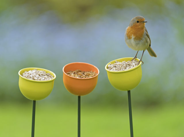 People will be looking out for garden favourite, the robin, during the Big Garden Birdwatch (Chris Gomersall/RSPB/PA)