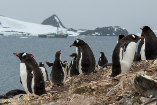 Gentoo penguins in front of Greenpeace ship the Arctic Sunrise, which is in the Antarctic on a research expedition (Christian Åslund/Greenpeace/PA)