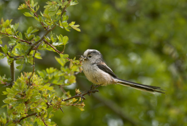 Long-tailed tits are among the birds which could be seen in a "bumper weekend of sightings" (John Bridges/RSPB/PA)
