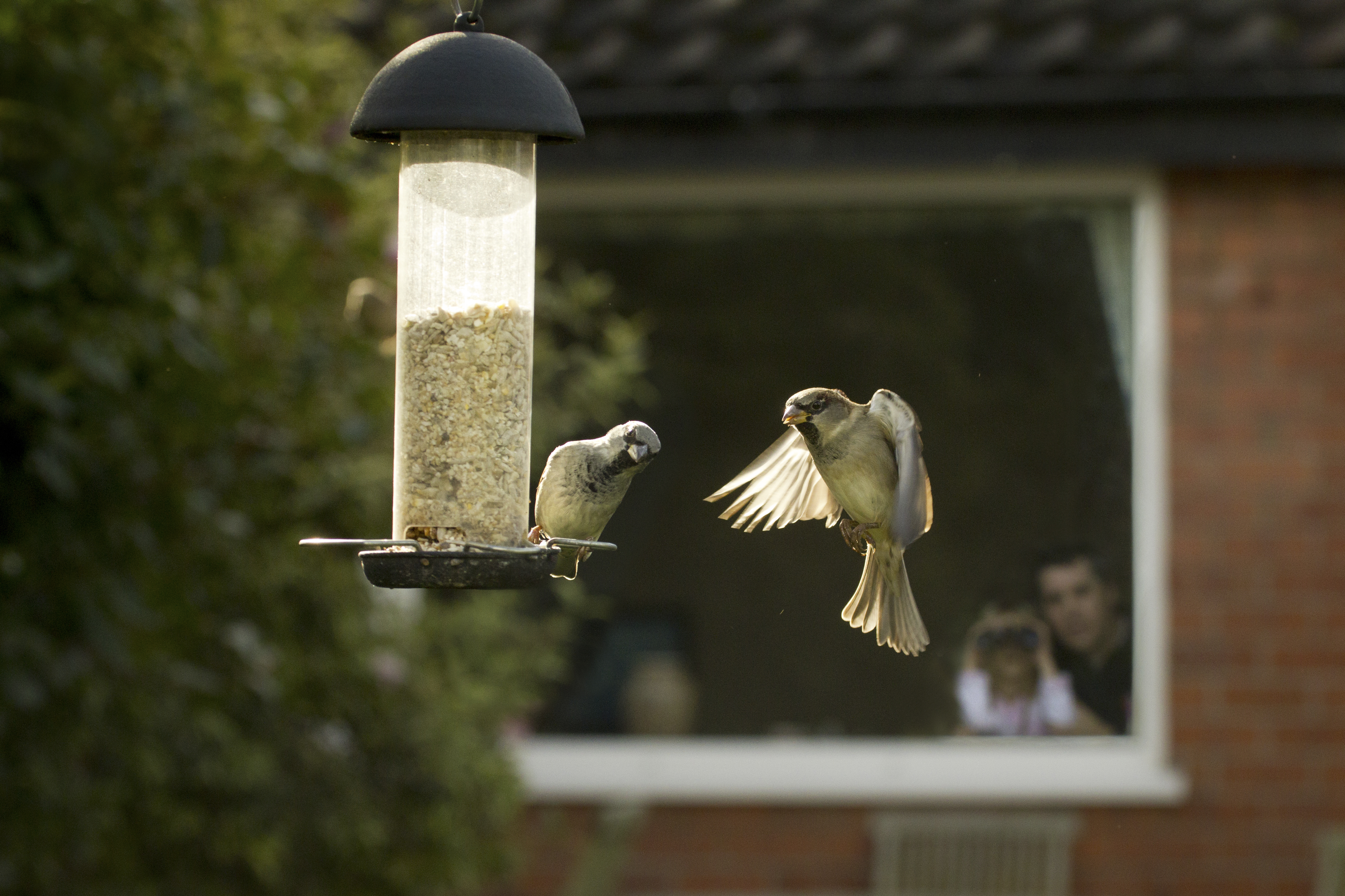 A family watching house sparrows (Ben Hall/RSPB/PA)