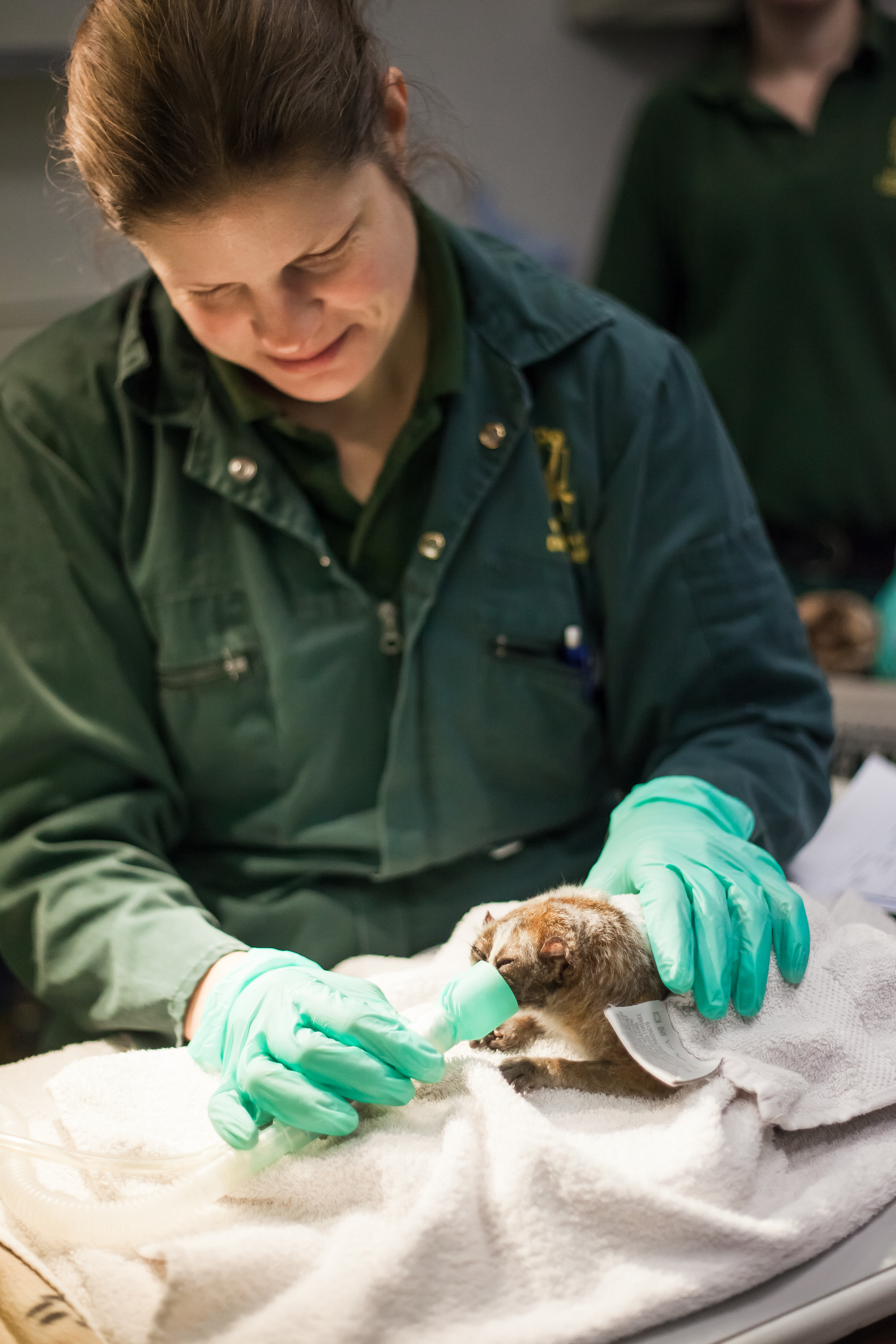 Pygmy slow loris Charlie undergoes dental surgery at Paignton Zoo in Devon (Paignton Zoo/PA)