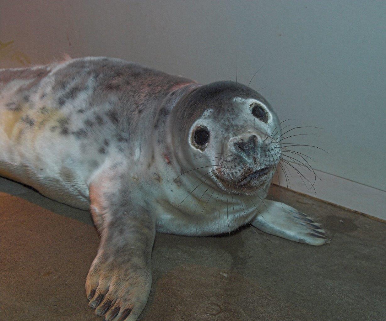 Grey seal Snow White is being cared for at the Scottish SPCA National Wildlife Rescue Centre (Scottish SPCA/PA)