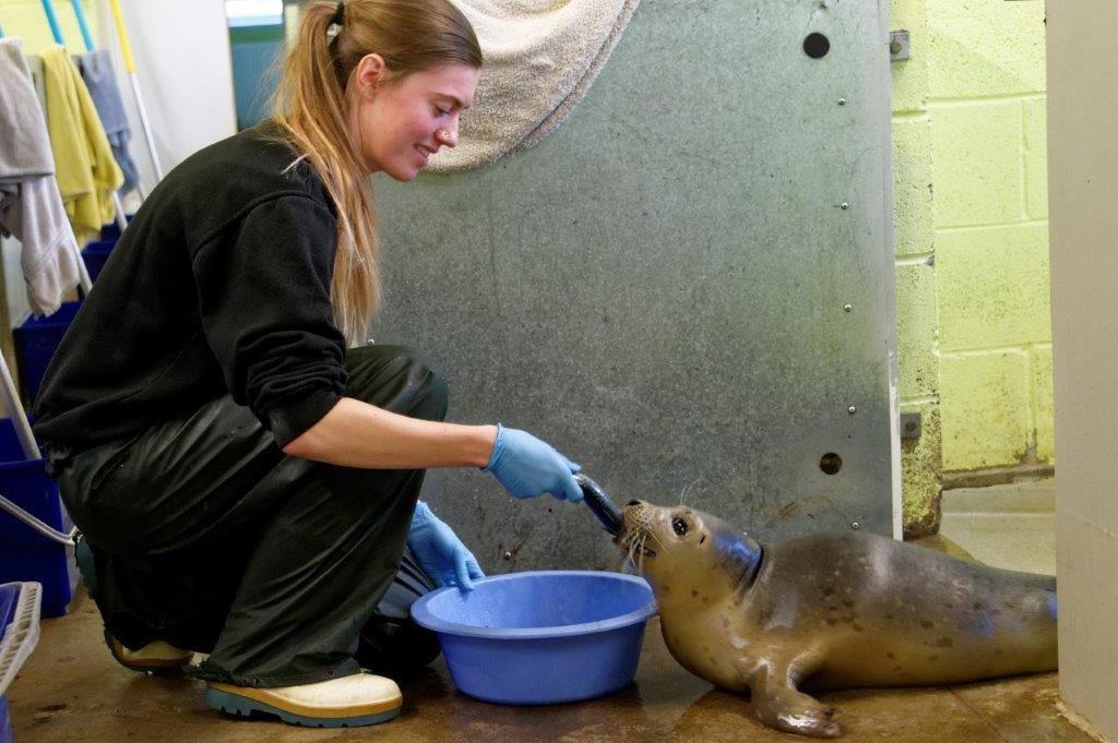Scottish SPCA staff are caring for rescued seal Fergus (Scottish SPCA/PA)