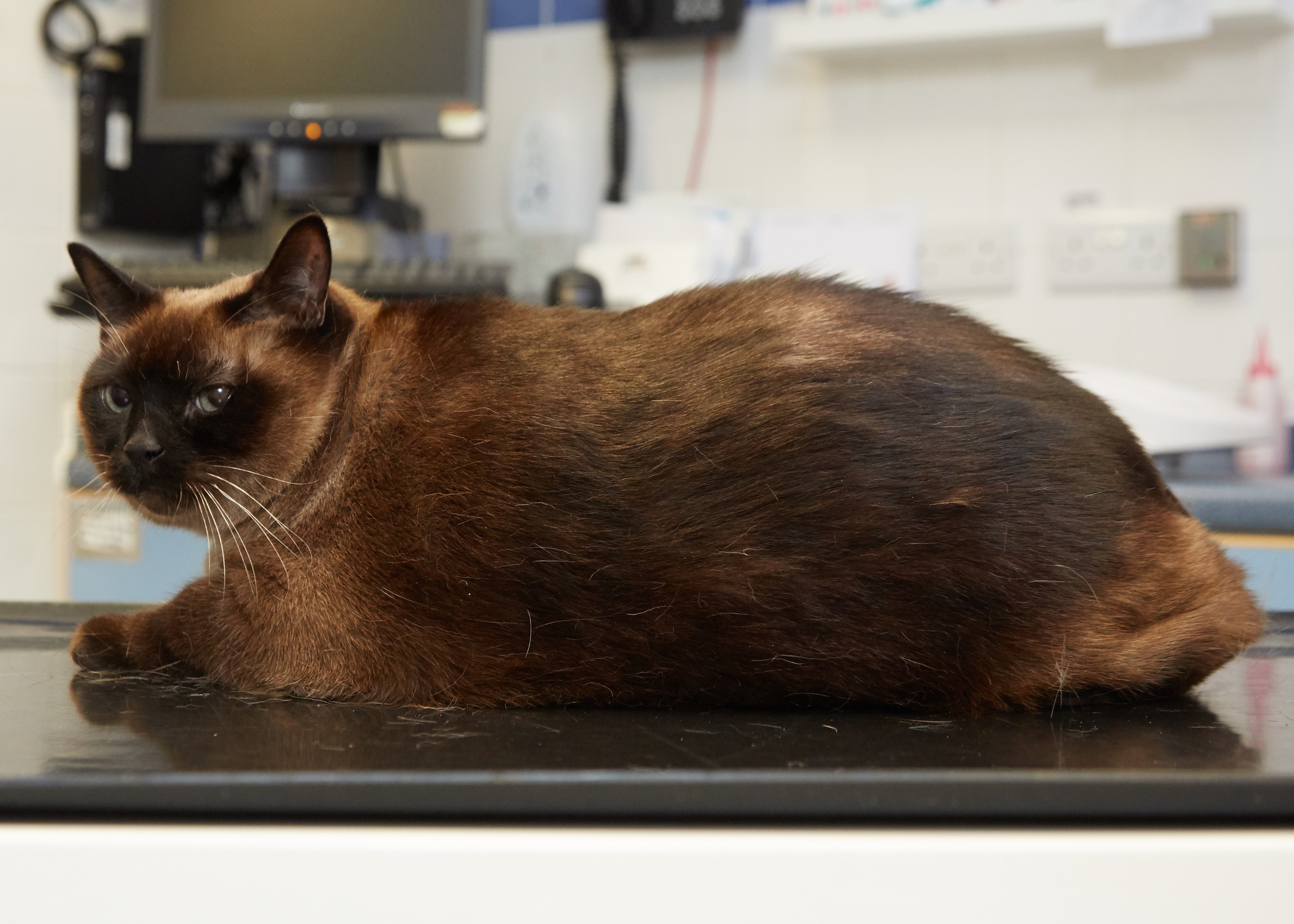 Elvis the cat is one of the entrants to the PDSA Pet Fit Club slimming competition (PDSA/PA)