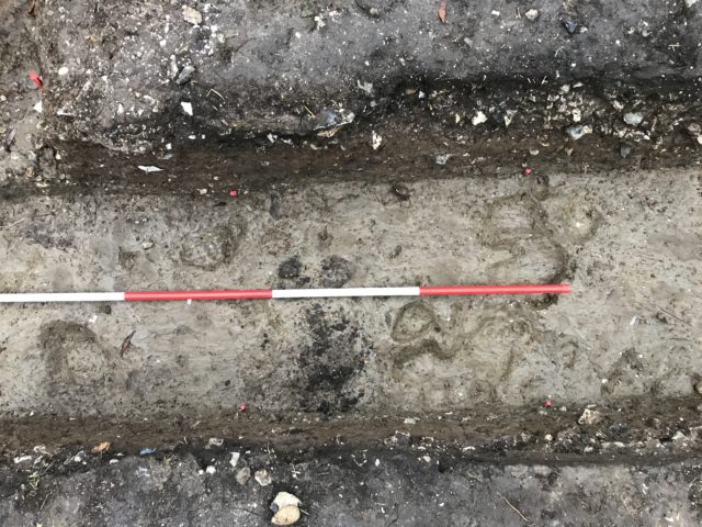 Aurochs hoofprints may have been preserved for ritualistic reasons (Harriet Guinn-Jennings/University of Buckingham/PA)
