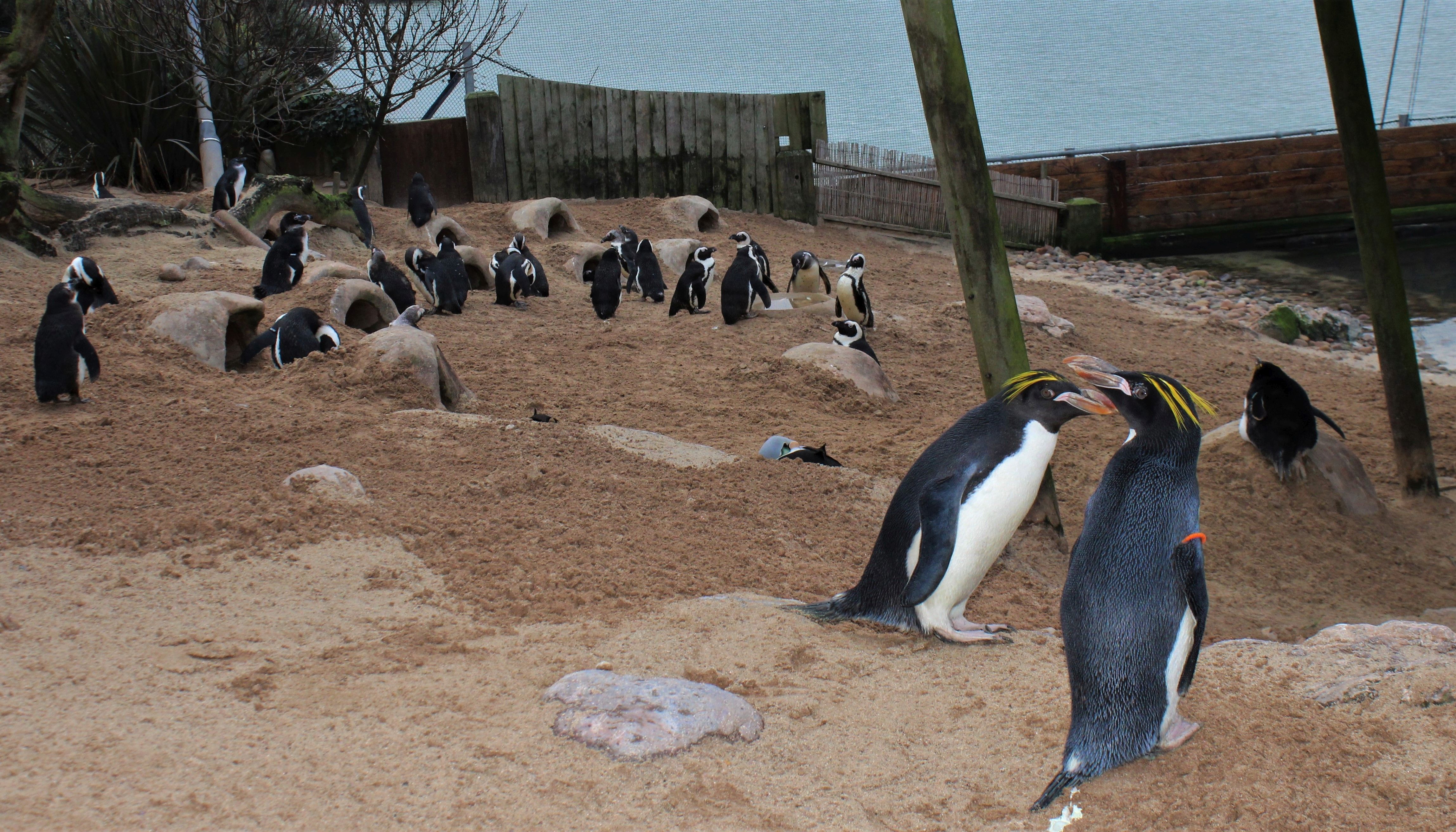 Efforts are being made to encourage the macaroni penguins at Living Coasts in Devon to pair off and breed (Living Coasts/PA) 