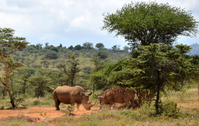 The parks are home to rhinos, as well as elephants, rhinos and other animals. (Ministry of Defence)
