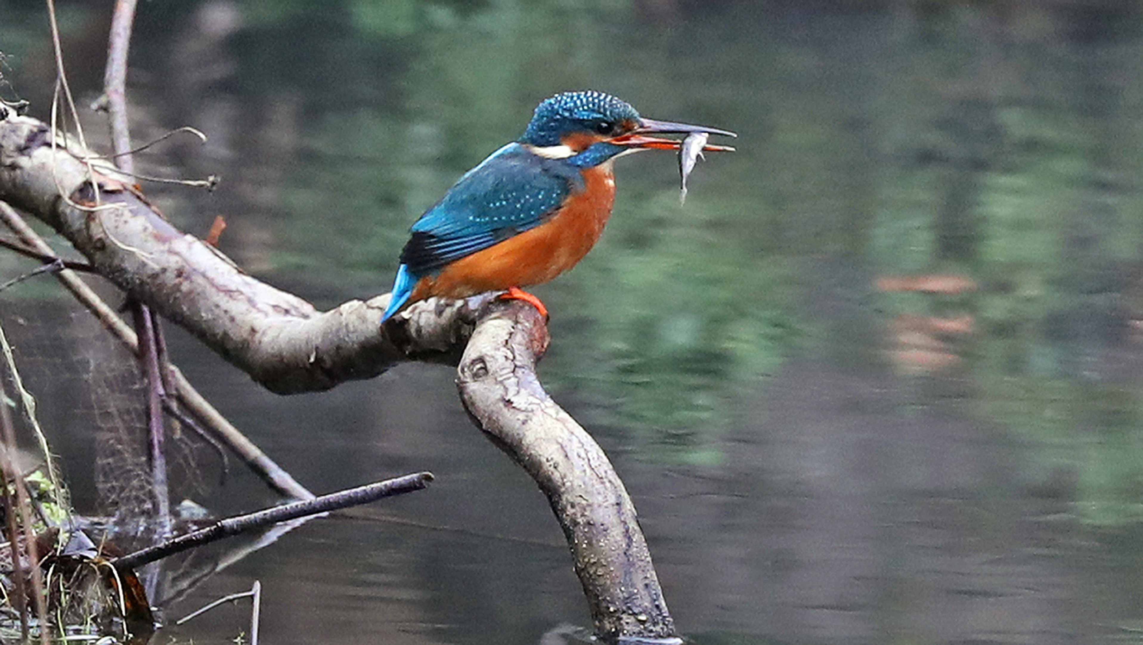 Kingfishers can deplete your stock. (Owen Humphries/PA)