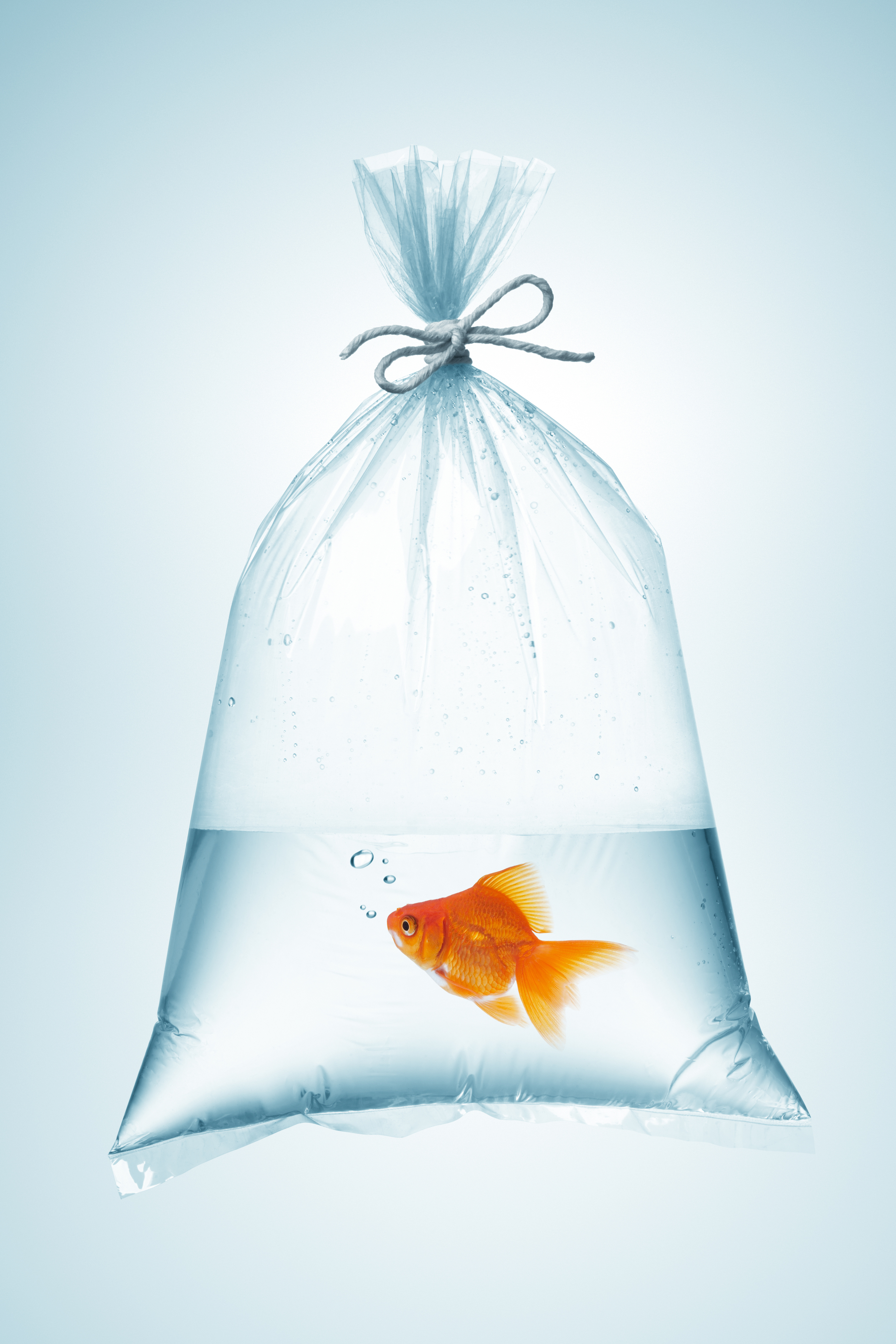 Fish are often transferred to ponds from bags. (Thinkstock/PA)
