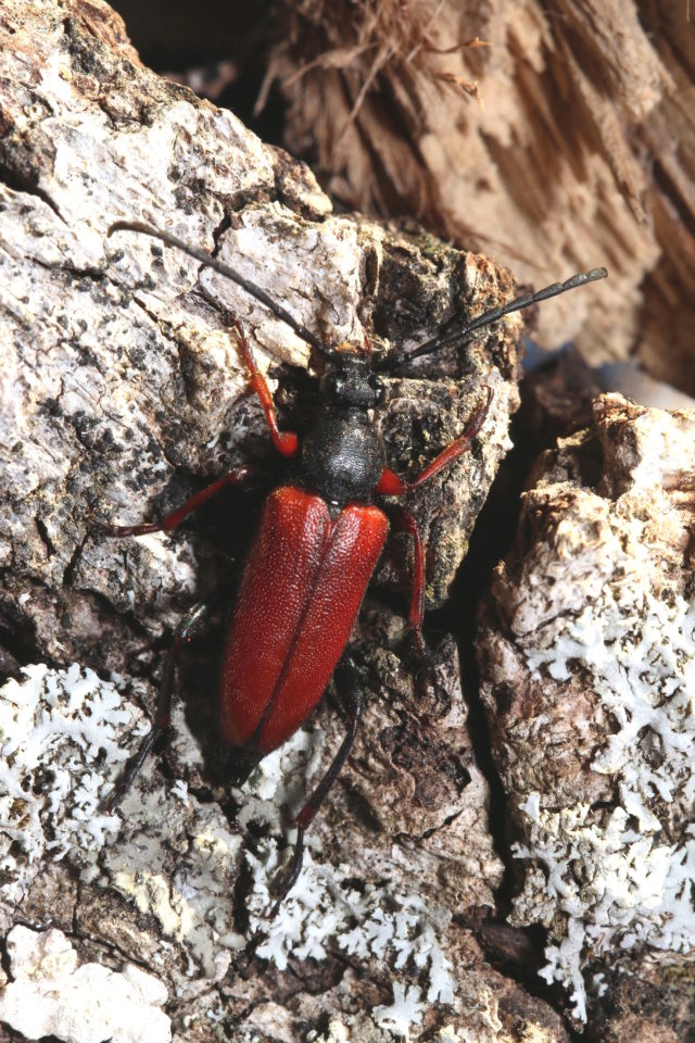 The beetle Stictoleptura erythroptera was assessed as vulnerable. (Herve Bouyon/PA)