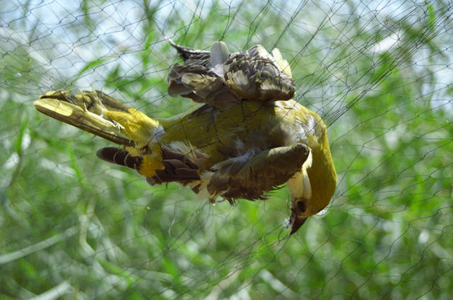 Mist nets placed between acacia trees trap birds such as golden orioles (Guy Shorrock RSPB/PA)