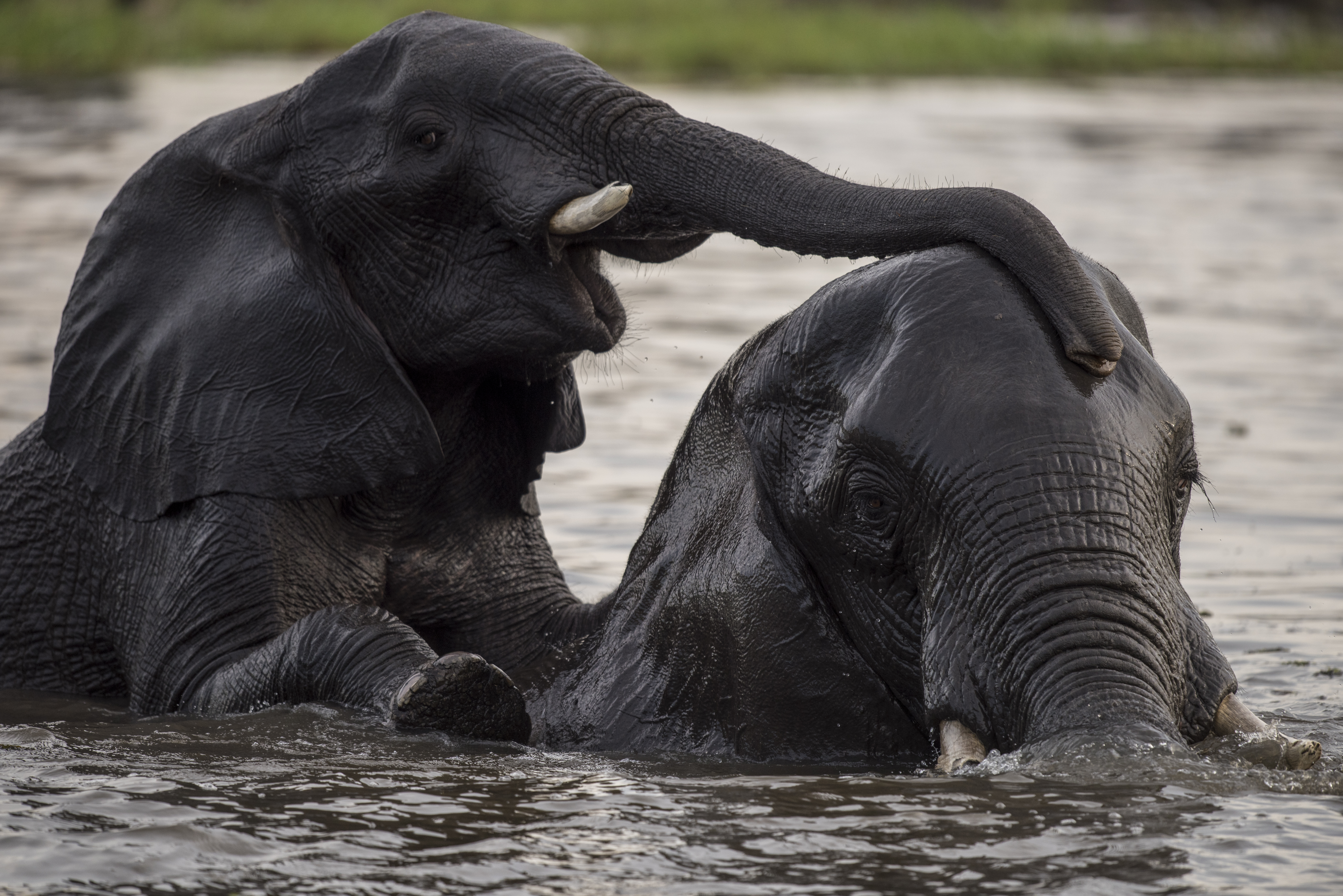 Elephants playing